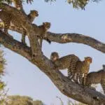 Keep your eyes sharp to spot leopards, either climbing trees or hidden in the thickets of the woodlands.