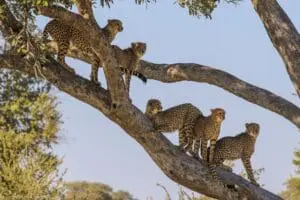 Keep your eyes sharp to spot leopards, either climbing trees or hidden in the thickets of the woodlands.