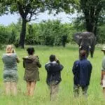 Walking safaris are an immersive experience, bringing you close encounters with wildlife as you trudge through the grasses and woodlands of the reserve.