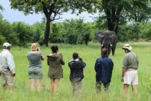 Walking safaris are an immersive experience, bringing you close encounters with wildlife as you trudge through the grasses and woodlands of the reserve.