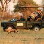 Drive alongside predators in an open game vehicle, with an expert guide ready to reveal the secrets of their  hunting behaviour.