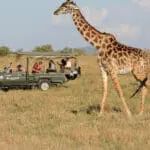 Belos avistamentos de girafas nos safaris