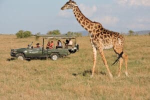 Belos avistamentos de girafas nos safaris 