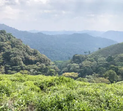 Gorilla treks take place in Bwindi Impenetrable Forest.