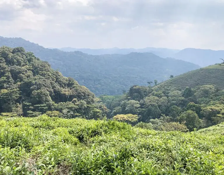 Gorilla treks take place in Bwindi Impenetrable Forest.