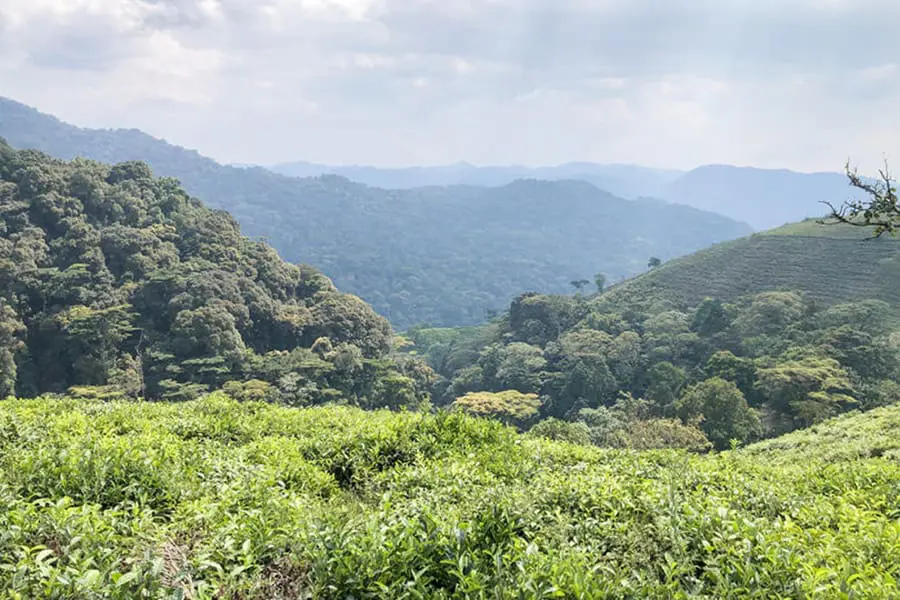 Las excursiones con gorilas tienen lugar en el Bosque Impenetrable de Bwindi.