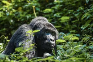Asilia Africa's Erebero Hills sitúa a los excursionistas en el corazón del famoso Bosque Impenetrable Ciego.