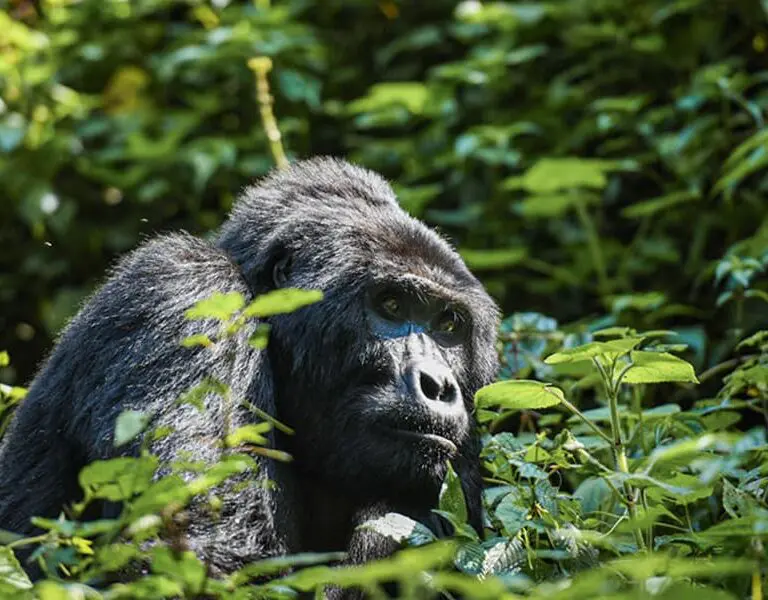 Asilia Africa's Erebero Hills places trekkers in the heart of the renowned Blind Impenetrable Forest.