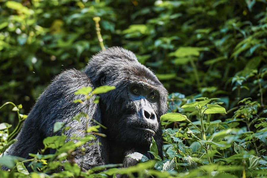 Un majestuoso macho de espalda plateada se yergue entre la exuberante vegetación de Bwindi, con la mirada perdida en la distancia.