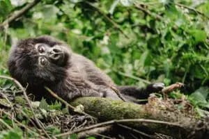 erebero-hills-gorilla-relaxing