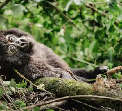 erebero-hills-gorilla-relaxing