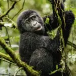 Spotting gorillas | Erebero Hills