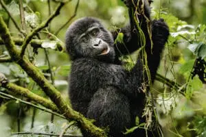 Spotting gorillas | Erebero Hills