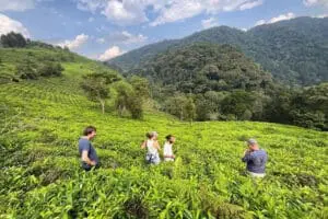 Explore una plantación de té local.