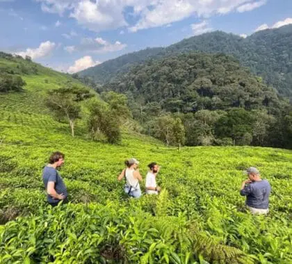 Explore a local tea plantation.