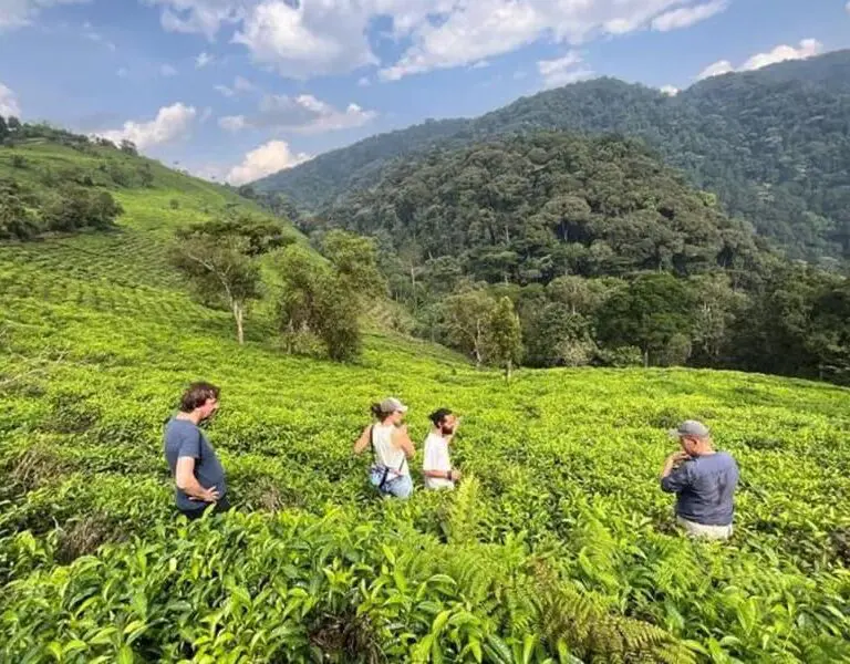 Explore a local tea plantation.
