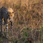 Spot leopards as they slink across the open veld