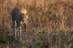 Spot leopards as they slink across the open veld
