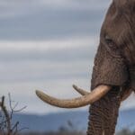 Elephants are frequently sighted throughout the reserve. 