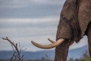 Elephants are frequently sighted throughout the reserve. 