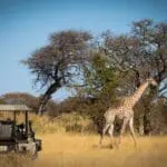 Game drives will see you exploring the depths of this private concession, ticking off must-see wildlife from your bucket list. 