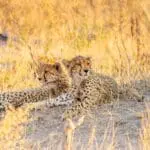 Spot out leopards, bathing in the sun. 