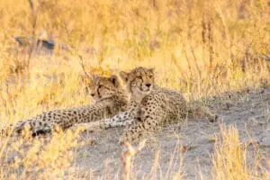 Spot out leopards, bathing in the sun. 