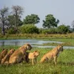 Keep your eyes peeled for lions, as they move in packs. 