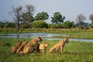 Keep your eyes peeled for lions, as they move in packs. 