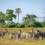 Zebra are often spotted traversing the Delta in packs. 