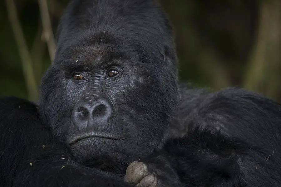 Trekking con gorilas en el Lodge Monte Gahinga en Uganda | Go2Africa