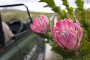 Emprenda un safari floral vespertino en su 4x4 privado, mientras su guía destaca los vibrantes fynbos y las raras floraciones.