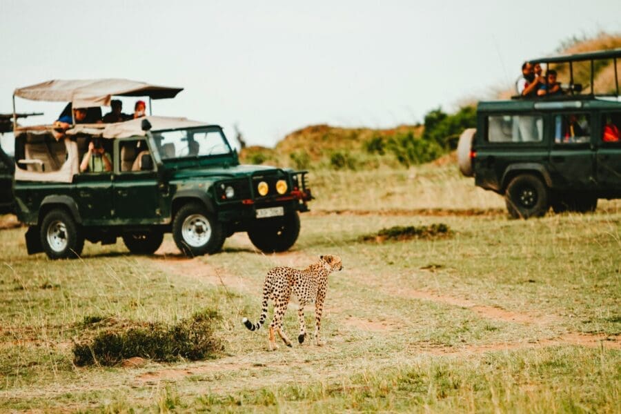 Two 4x4 vehicles stand still as a leopard walks by