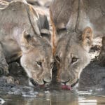 Etosha National Park is home to around 750 lions, more than anywhere else in Namibia | Wetu