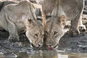 Etosha National Park is home to around 750 lions, more than anywhere else in Namibia | Wetu