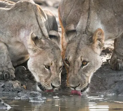 En el Parque Nacional de Etosha viven unos 750 leones, más que en ningún otro lugar de Namibia | Wetu