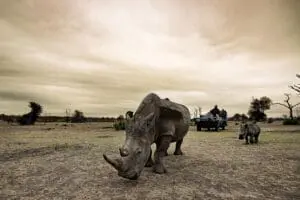sabi-sabi-earth-ldoge_rhino