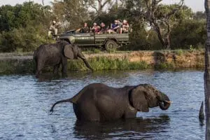 sabi-sabi-earth-lodge_elephants