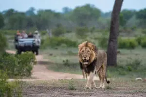 sabi-sabi-earth-lodge_lion