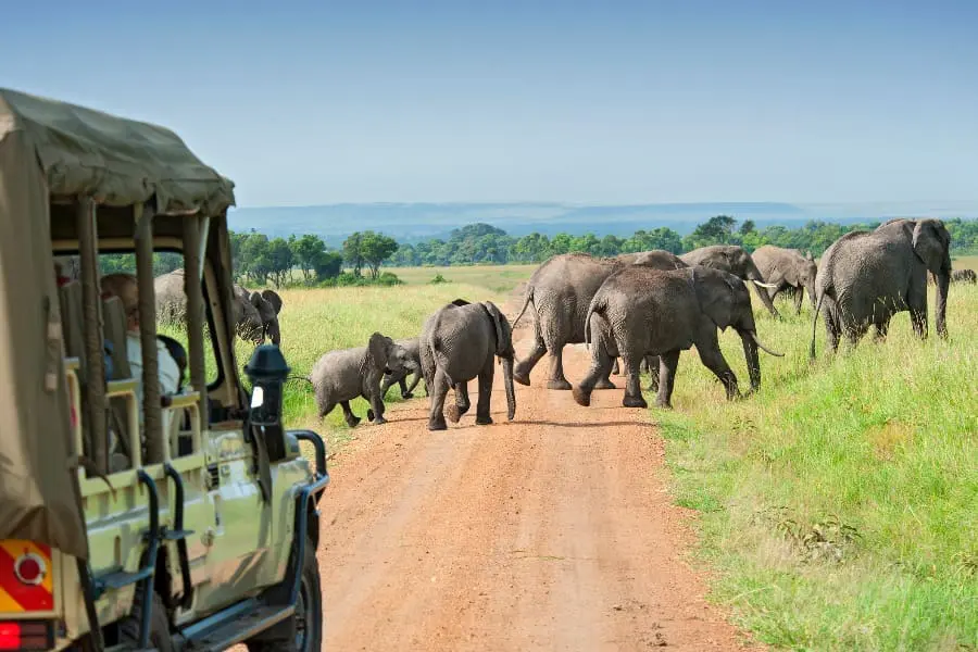 Elephants crossing the road in front of a game vehicle | Go2Africa