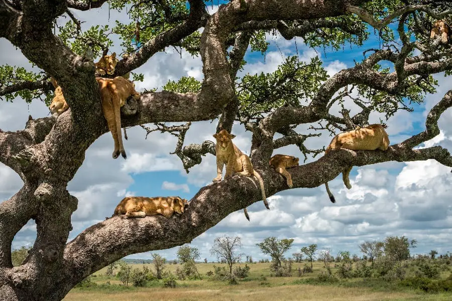 Several lions lounging in a tree with large, sprawling branches | Go2Africa