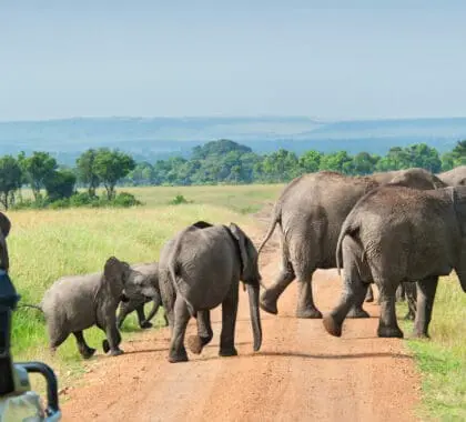 O que é melhor: Safaris no Quénia ou no Uganda