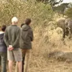 Los safaris a pie le acercan a la preciada fauna africana.