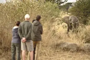 Los safaris a pie le acercan a la preciada fauna africana. 