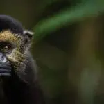 Monos dorados en Ruanda | Singita Kwitonda
