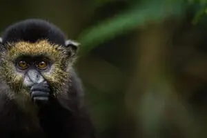 Monos dorados en Ruanda | Singita Kwitonda