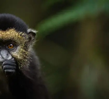 Monos dorados en Ruanda | Singita Kwitonda