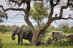 Los safaris le permitirán avistar la fauna de su lista de deseos.