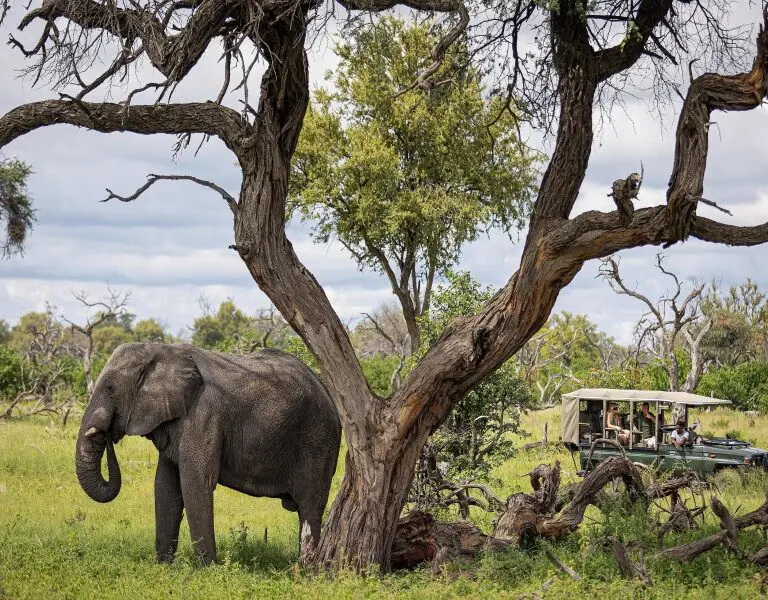 Game drives will have you ticking off bucket-list wildlife sightings.