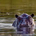 Les hippopotames sont souvent vus en train de patauger dans le delta.